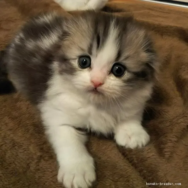 ID：2002-00164の子猫