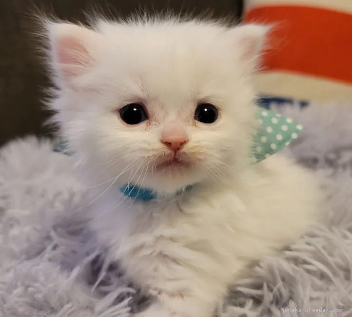 ID：2103-01668の子猫