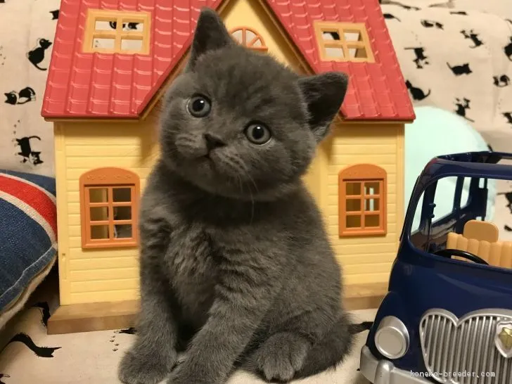 ID:2004-00931の子猫
