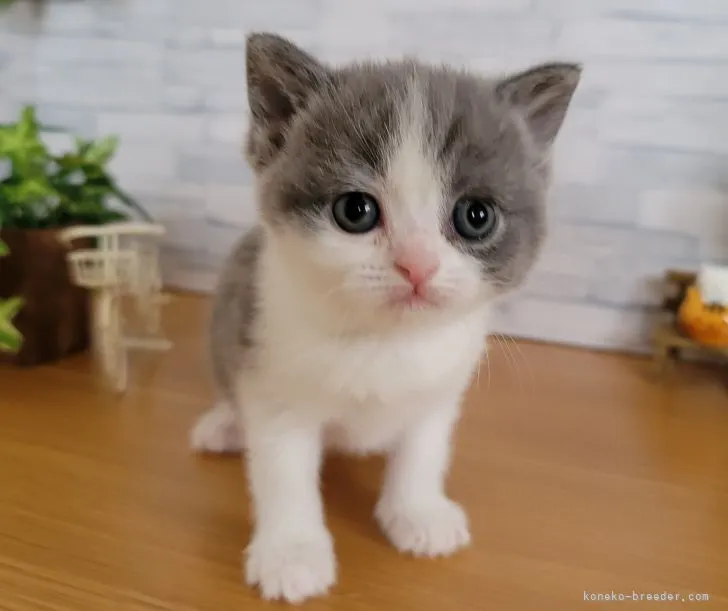 ID：2202-00677の子猫