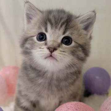マンチカン(長足)【三重県・男の子・2024年2月7日・ブルータビー】の写真「大きなおめめとキレイな模様💕」
