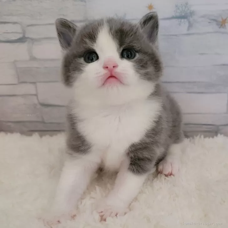 ID:2412-02667の子猫