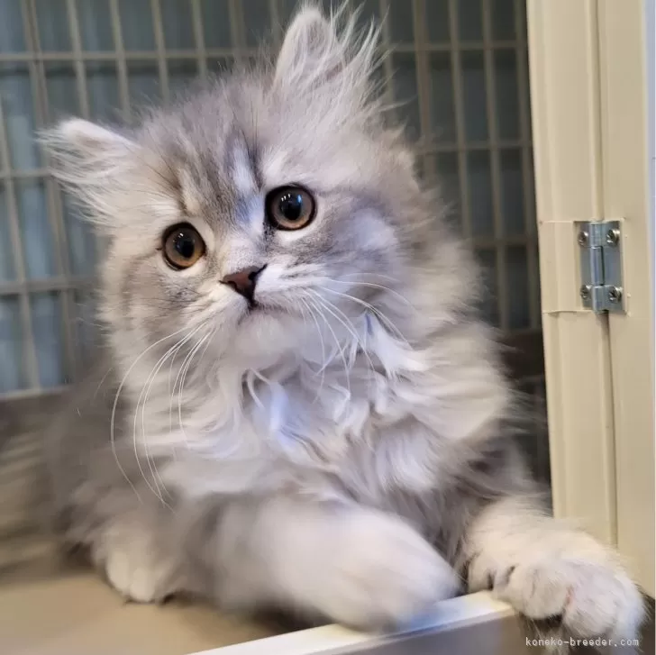 米谷 様のお迎えした子猫