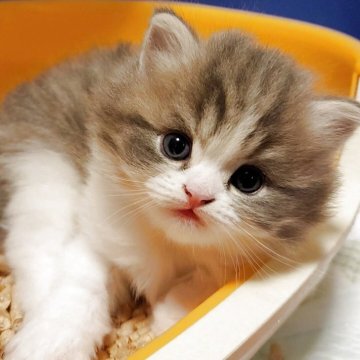 マンチカン(長足)【三重県・男の子・2025年10月16日・ブルータビー&ホワイト（ロングヘア）】の写真「かわいすぎるお顔💕」