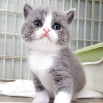 ブリティッシュショートヘア【三重県・女の子・2025年6月30日・ブルー&ホワイト】の写真「きゅるきゅるおめめ💕」