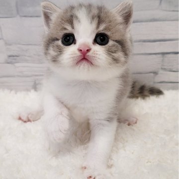 ブリティッシュショートヘア【三重県・女の子・2025年6月30日・ブルータビー&ホワイト】の写真「大きなおめめの甘えん坊な姫👸」