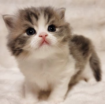 マンチカン(長足)【三重県・男の子・2025年10月16日・ブルータビー&ホワイト（ロングヘア）】の写真「かわいすぎるお顔💕」