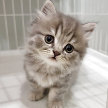 ブリティッシュショートヘア【三重県・男の子・2025年6月30日・ブルータビー（ロングヘア）】の写真「大きなおめめにふわふわボディ💕甘えん坊くん」