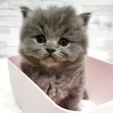 ブリティッシュショートヘア