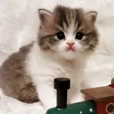 マンチカン(長足)【三重県・男の子・2025年10月16日・ブルータビー&ホワイト】の写真3