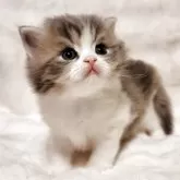 マンチカン(長足)【三重県・男の子・2025年10月16日・ブルータビー&ホワイト】の写真4