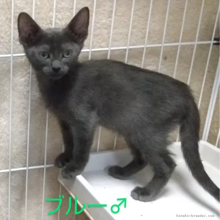 ID:2410-00145の子猫