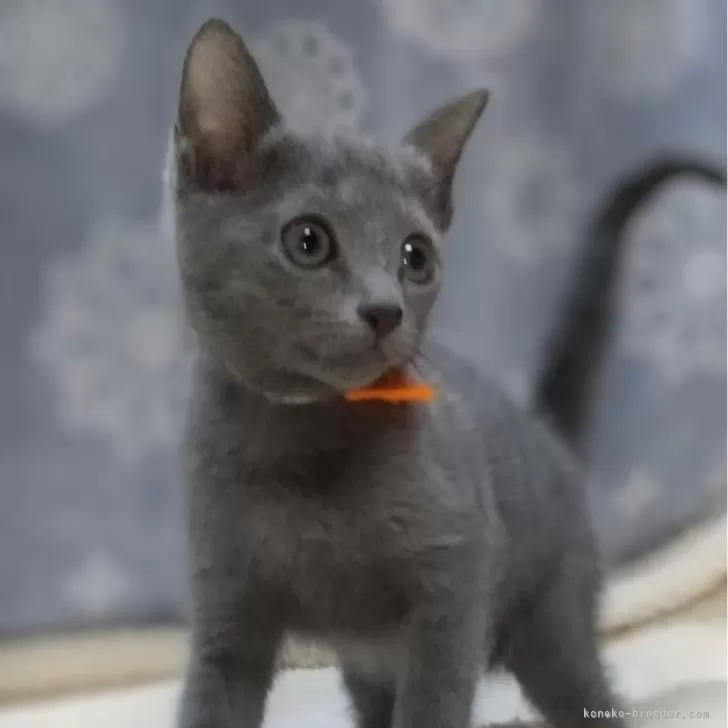 R.K 様のお迎えした子猫