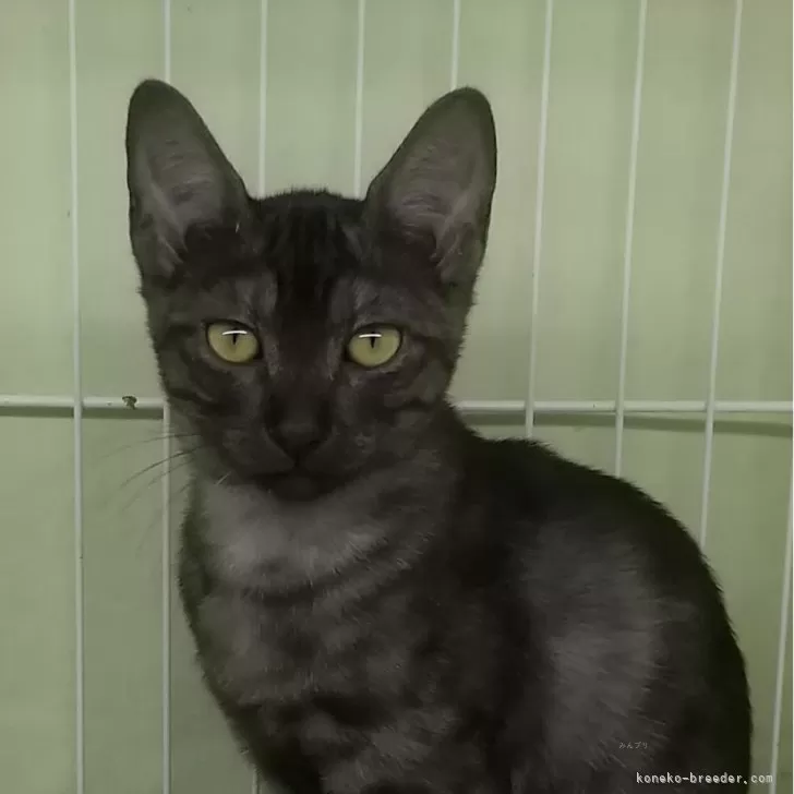 ID:2410-00136の子猫