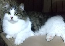 マンチカン【・女の子・2023年10月2日・ブラウンタビー&ホワイト】