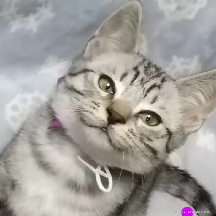 源さん 様のお迎えした子猫