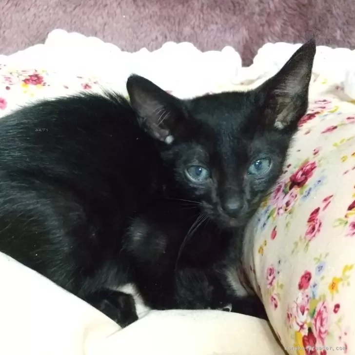 ID：2504-01385の子猫