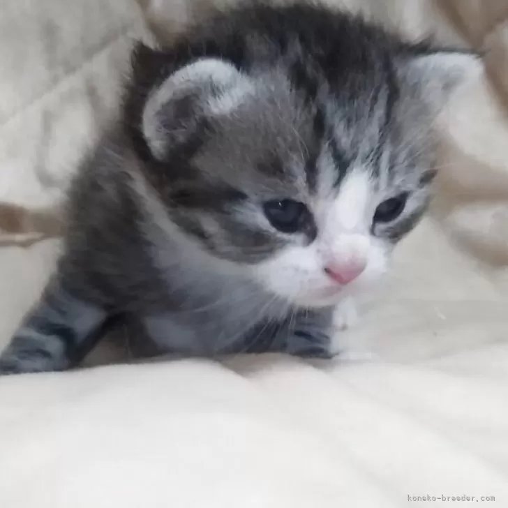 マンチカン(長足)【愛知県・男の子・2026年2月5日・シルバータビー&amp;ホワイト】の写真1