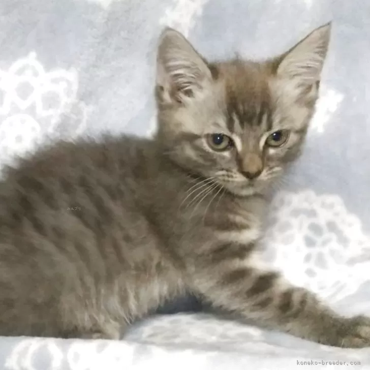 マンチカン(長足)【愛知県・女の子・2025年7月11日・ブルーシルバータビー】の写真1「遊ぶの大好き　おてんば娘さん」