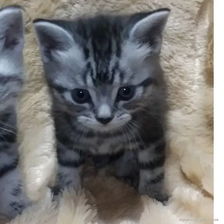 ID：2502-01798の子猫