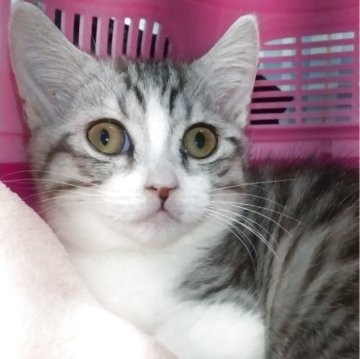 マンチカン(短足)【愛知県・女の子・2025年8月8日・シルバータビー&ホワイト（ショートヘア）】の写真「短い足でhちょこちょこ歩きの女の子」