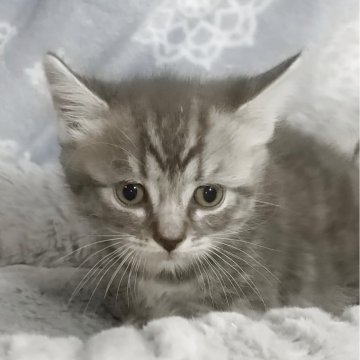 マンチカン【愛知県・男の子・2025年8月8日・ブルーシルバータビー&ホワイト（ショートヘア）】の写真「ふんわり　ぽちゃぽちゃの男の子」