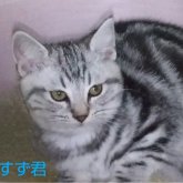 アメリカンショートヘア