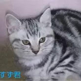 アメリカンショートヘア