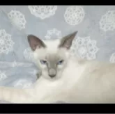 シャム(サイアミーズ)