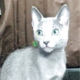 ロシアンブルー