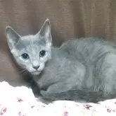 ロシアンブルー