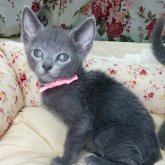 ロシアンブルー