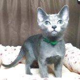 ロシアンブルー