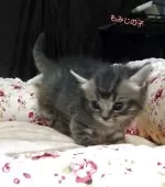 マンチカン(長足)【愛知県・女の子・2025年7月11日・ブルーシルバータビー】の写真4