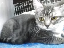 マンチカン(長足)【愛知県・男の子・2025年8月8日・ブルーシルバータビー&ホワイト】の写真4