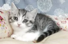 マンチカン(短足)【愛知県・女の子・2025年8月8日・シルバータビー&ホワイト】の写真5