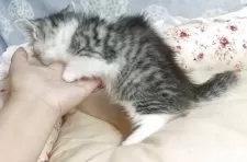 マンチカン(短足)【愛知県・女の子・2025年8月8日・シルバータビー&ホワイト】の写真6