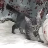 マンチカン(長足)【愛知県・女の子・2025年7月11日・ブルーシルバータビー】の写真8