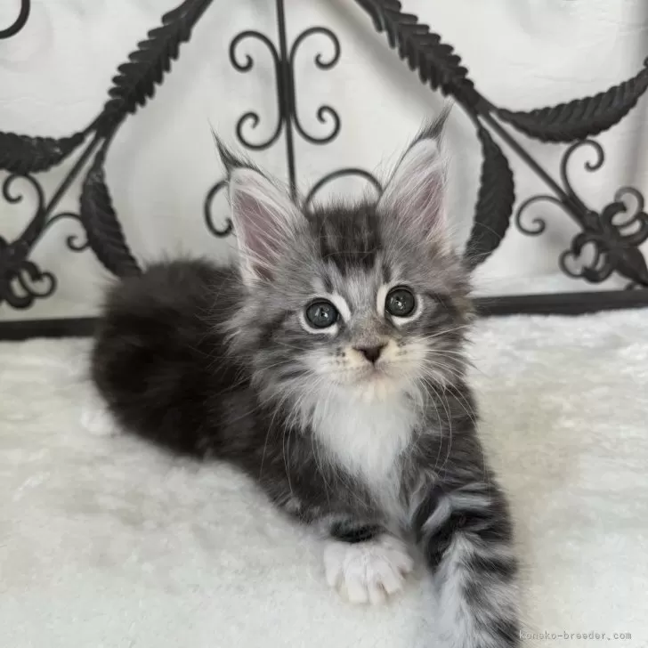 ID：2412-00103の子猫