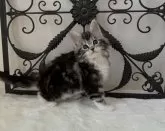 メインクーン【三重県・女の子・2024年9月29日・シルバータビー&ホワイト】の写真4