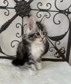 メインクーン【三重県・女の子・2024年9月29日・シルバータビー&ホワイト】の写真6