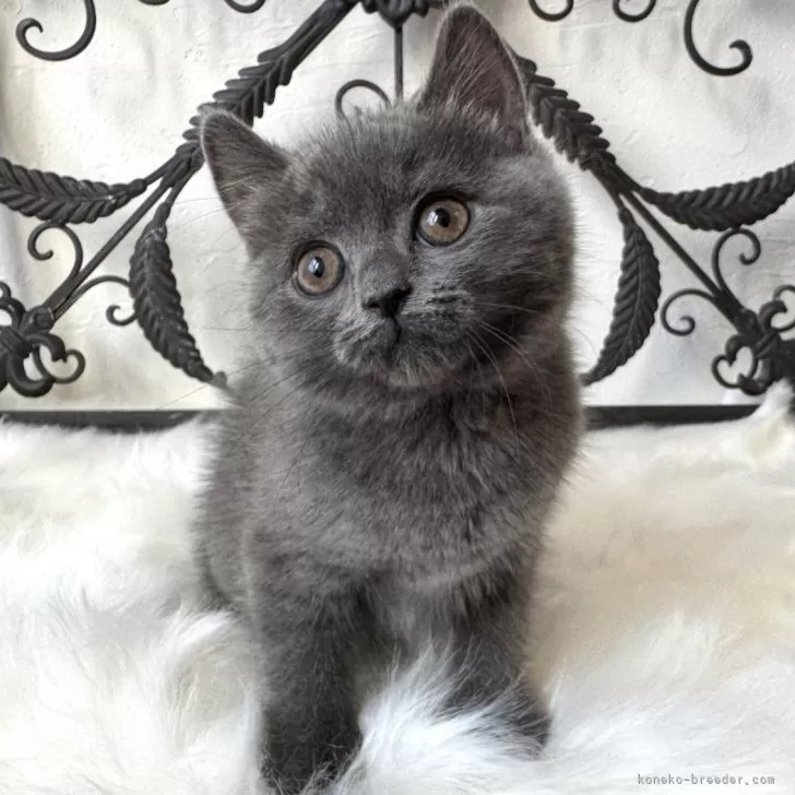 ID：2503-01598の子猫