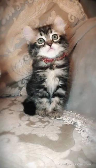 ミックス 様のお迎えした子猫