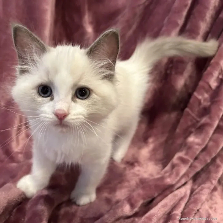 ID：2303-01298の子猫