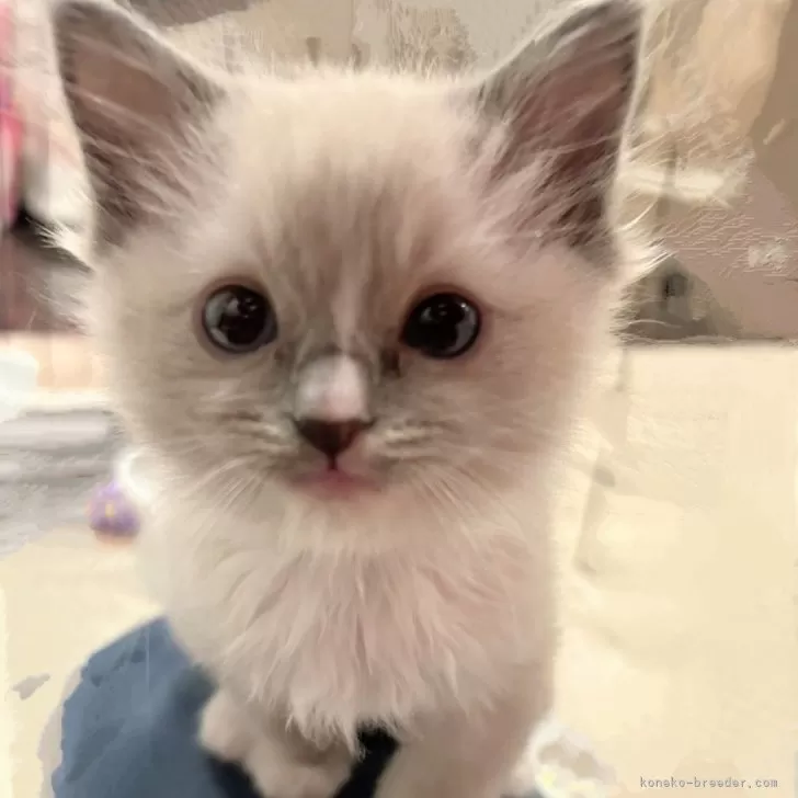 ID:2402-01495の子猫