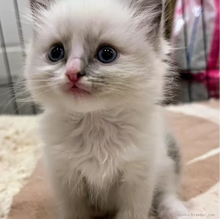 ID:2402-00900の子猫