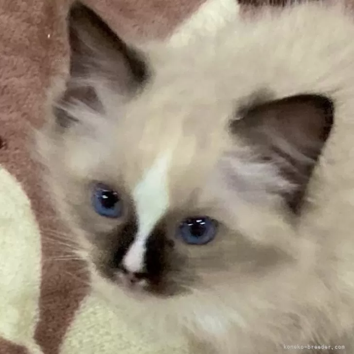 ID:2501-02268の子猫