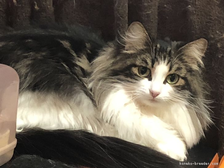 河野　愛(こうの　あい)ブリーダー(山梨県・ノルウェージャンフォレストキャット・ICC登録)の紹介写真4