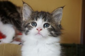 ノルウェージャンフォレストキャット【山梨県・男の子・2017年2月7日・ブラウンタビー&ホワイト】の写真「綺麗な八割れの男の子です♪」