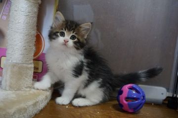 ノルウェージャンフォレストキャット【山梨県・男の子・2017年2月7日・ブラウンタビー&ホワイト】の写真「懐っこくて甘えんぼうな男の子です♪」